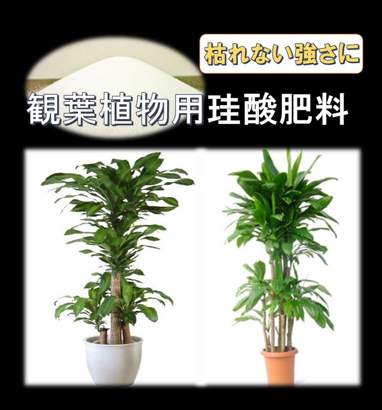 男性 メンズへの観葉植物 人気プレゼントランキング21 ベストプレゼント