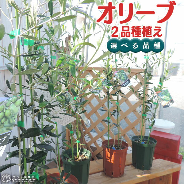 観葉植物 オリーブ 人気ブランドランキング21 ベストプレゼント