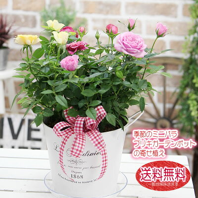 華やかミニバラMIXカラーのブリキの寄せ植え 鉢花 鉢植え ミニバラ 花 ギフト 誕生日 贈り物 お礼 お祝い 結婚記念日 卒業祝い 卒園祝い 入学祝い 退職祝い 歓迎 送別会 結婚祝い 開店祝い 出産祝い 引越し祝い 新築祝い お見舞い 就職祝い 送料無料