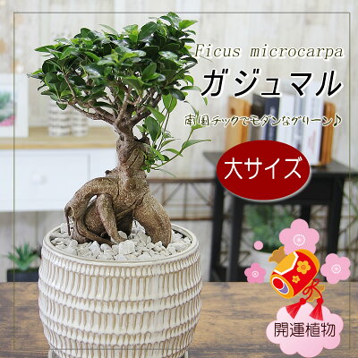 大サイズ ガジュマル 観葉植物 幸福をもたらす精霊が住む 多幸の樹 送料無料 プレゼント ギフト 新築祝い 引越し祝い 開店祝い 開所祝い 開業祝い 移転祝い 誕生日 贈り物 お礼 お祝い 結婚記念日 卒業祝い 入学祝い 退職祝い 結婚祝い 就職祝い