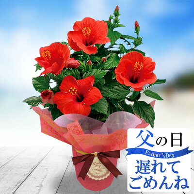 最短発送 遅れてごめんね 父の日 プレゼント 花 鉢植え インドア ハイビスカス サニーシリーズ 選べる4品種 5号鉢【お届け中 地域限定送料無料】鉢植え 誕生日 女性 母 義母 祖母 花鉢 お中元 花 暑中見舞い フラワーギフト 鉢花 お花 贈り物 同梱不可