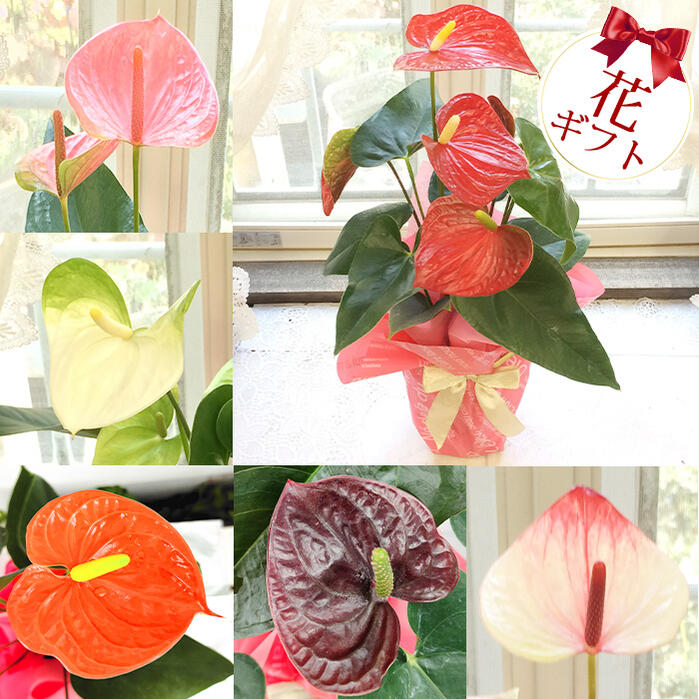 母の日ギフトにおすすめの花の鉢植え 人気ブランドランキングtop18 21年版 ベストプレゼントガイド