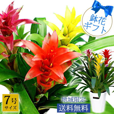 母の日ギフトにおすすめの花の鉢植え 人気ブランドランキングtop18 21年版 ベストプレゼントガイド 母の日ギフトにおすすめの花の鉢植え 人気ブランドランキングtop18 21年版 ベストプレゼントガイド