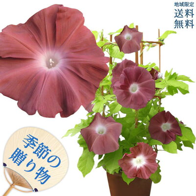 最短発送 お中元 花 鉢植え プレゼント 珍しい 海老茶色 朝顔 黄葉 団十郎 朝顔 1鉢 6号 【お届け中 地域限定送料無料】あさがお お中元 父の日 アサガオ プレゼント 誕生日 父 祖父 お花 朝顔市 入谷 七夕 希少 日本朝顔 日本朝顔協会登録 2022fd