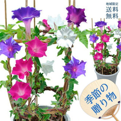 お中元 プレゼント 花 鉢植え 朝顔 桔梗咲き 4種1鉢 あさがお 6号【お届け中 地域限定送料無料】行灯仕立て 朝顔市の朝顔 花 送料無料 夏ギフト 誕生日プレゼント 母 祖母 祖父 父 男性 プレゼント 緑のカーテン お中元ギフト 朝顔市2022