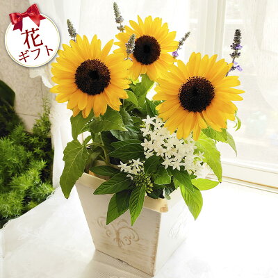 母の日ギフトにおすすめの花の鉢植え 人気ブランドランキングtop18 21年版 ベストプレゼントガイド 母の日ギフトにおすすめの花の鉢植え 人気ブランドランキングtop18 21年版 ベストプレゼントガイド