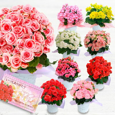 母の日ギフトにおすすめの花の鉢植え 人気ブランドランキングtop18 21年版 ベストプレゼントガイド 母の日ギフトにおすすめの花の鉢植え 人気ブランドランキングtop18 21年版 ベストプレゼントガイド