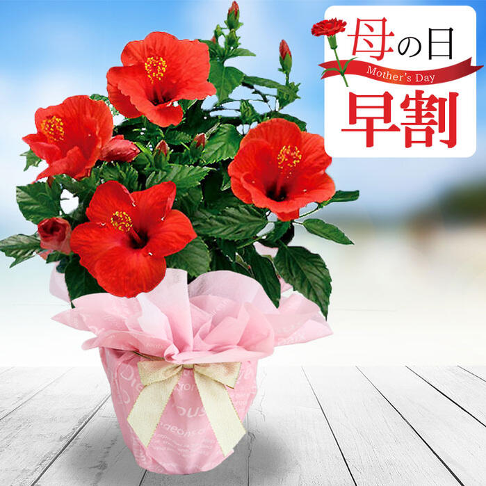 絶対一番安い ２０２１００７ プレゼント ギフト パパ 鉢花 お父さん 22 父の日 朝顔鉢植え メーカー直送 贈り物 Wake Ari