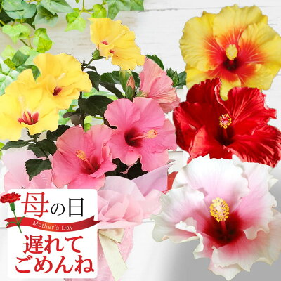 最短お届け 母の日 プレゼント 花 鉢植え 珍しい ハイビスカス ロングライフ 選べる7種 1鉢 2色植え 5号【地域限定送料無料】鉢植え 花鉢 5号鉢 フラワーギフト お花 お母さん 義母 祖母 贈り物