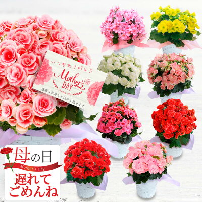楽天1位★ 遅れてごめんね 最短発送 母の日 プレゼント 花 ベゴニア 鉢植え ギフト 鉢花 大輪 薔薇咲き リーガースベコニア 5号 籠付き ラッピング 花鉢【即納 送料無料 一部地域を除く】ボリアス 誕生日 女性 母 義母 お祝い