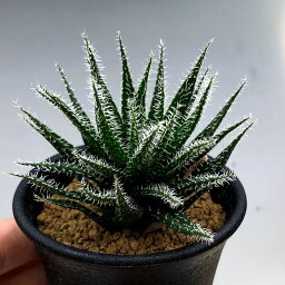 観葉植物 アロエ 人気ブランドランキング21 ベストプレゼント 観葉植物 アロエ 人気ブランドランキング21 ベストプレゼント