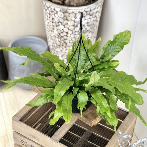 観葉植物 シダ 人気ブランドランキング21 ベストプレゼント