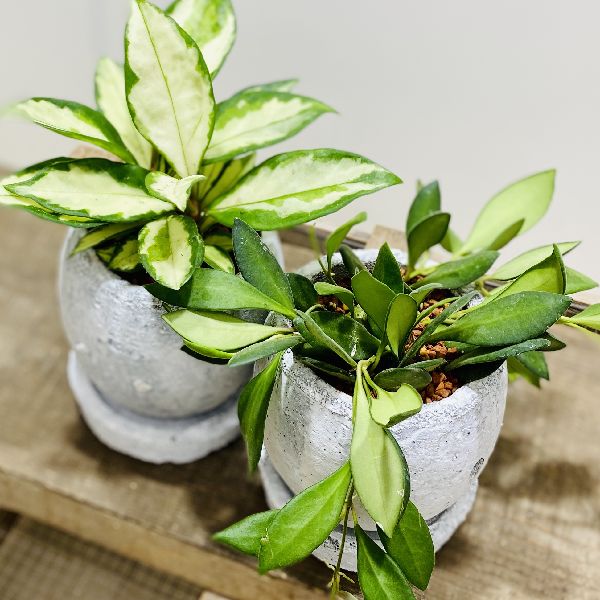 観葉植物 ホヤ 人気ブランドランキング21 ベストプレゼント