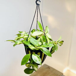 観葉植物 ホヤ 人気ブランドランキング21 ベストプレゼント 観葉植物 ホヤ 人気ブランドランキング21 ベストプレゼント